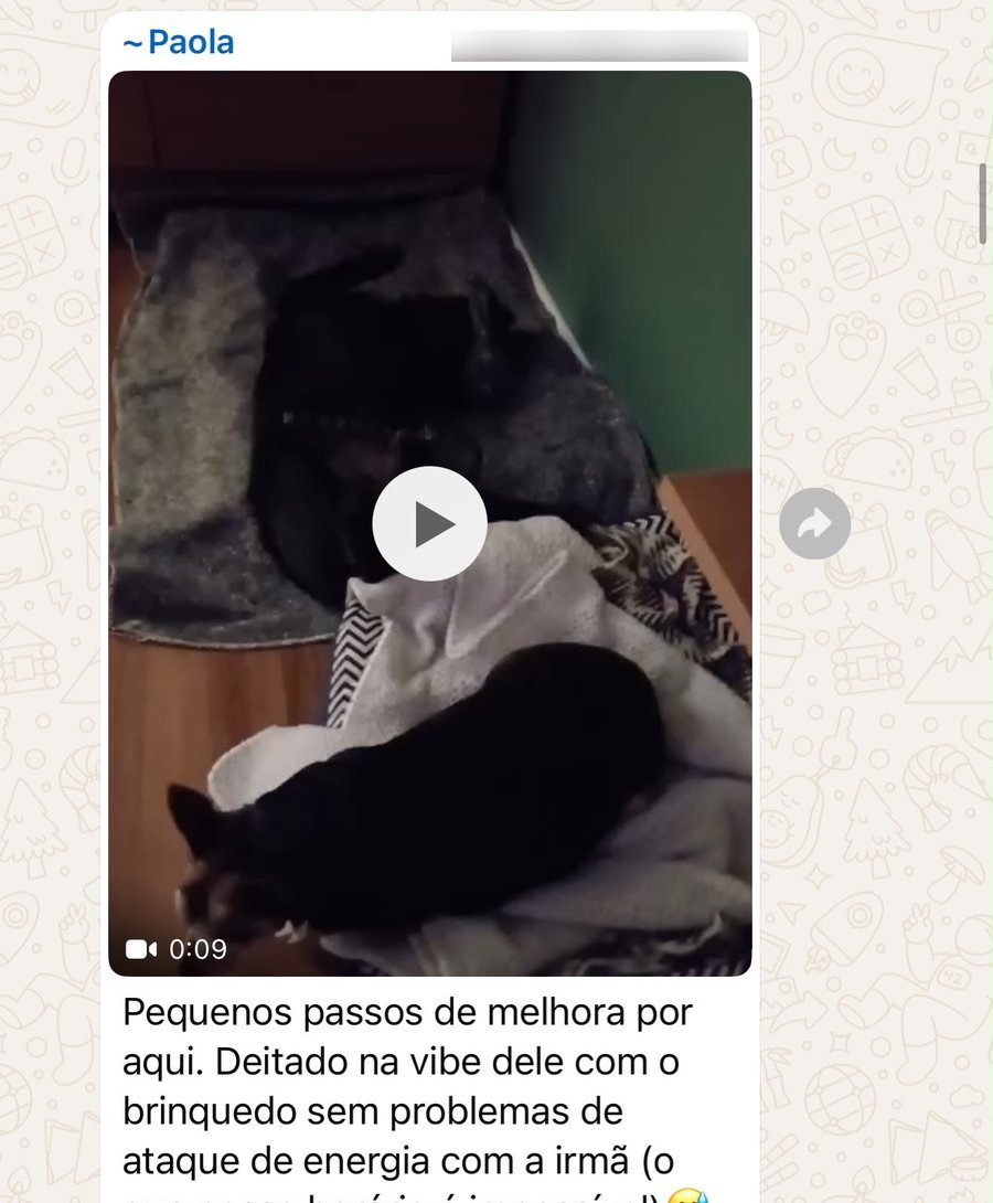 Conversa no grupo: pequenos passos de melhora, cão tranquilo com a irmã