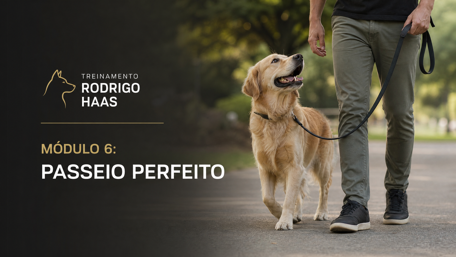 Módulo 6: Passeio Perfeito